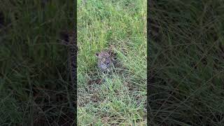 Leopard Cub Emerges From Den [upl. by Anitnas]