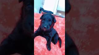 My zubby dubby puppy 🐕🐕🐕🐶🎉❤️🤩love ytshorts doglover [upl. by Ahdar927]