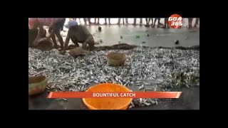 Caranzalem sees fresh ramponn fish [upl. by Carew]