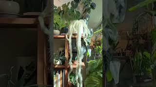 Monkey tail cactus plants houseplants shorts  house garden [upl. by Eenahs818]