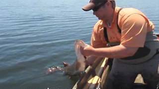 Monster Muskies on the Fly [upl. by Lepper474]