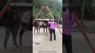 The process of transporting cement boards by mule [upl. by Suissac]