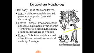 Lycopodium  morphology and anatomy [upl. by Ecilegna]