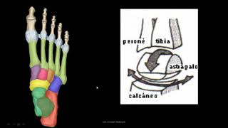 ARTICULACIONES DEL PIE [upl. by Harvey]