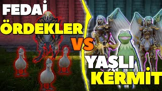 FEDAİ ÖRDEKLER YAŞLI KERMİTE KARŞI ÖRDEKLER DAĞLARI GERİ İSTİYOR [upl. by Nicholl]