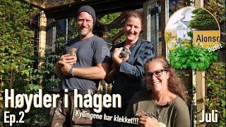 ALONSOHUSET JULI 2020 høyder i hagen kyllinger og blomstervandring [upl. by Sausa]