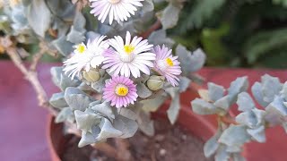 نبات عصاري اوسكالريا oscularia succulent plant [upl. by Aufmann]