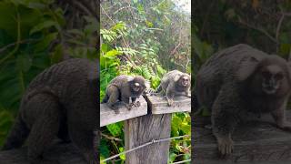 Monitos Tití Micos en el Grand Palladium Imbassai 😍 [upl. by Jamilla]