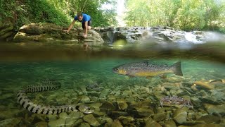 TROTE SERPENTI GAMBERI e altri abitanti del FIUME [upl. by Oibaf244]