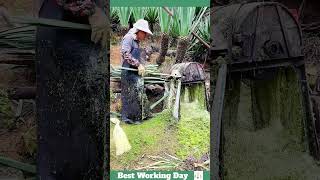 Best working day 1120 Sisal processing process [upl. by Eecats]