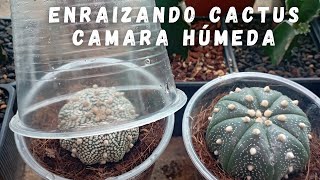 ¿Cómo enraizar cactus usando una cámara húmeda casera Juan Rodríguez [upl. by Stearn]