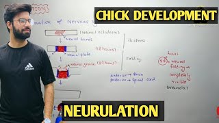 Neurulation  Development of chick  Chick development neurulation  Neurulation chick development [upl. by Bamberger]