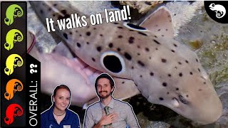 Epaulette Shark The Best Pet Fish [upl. by Jared]