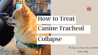 Treating Canine Collapsed Trachea [upl. by Yknarf]