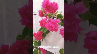 BOUGAINVILLEA song hindisong gardening oldisgold myflowers [upl. by Korns]