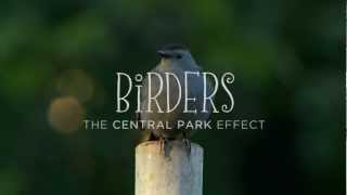 Birders The Central Park Effect Trailer [upl. by Berthold668]