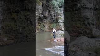 Fly Fishing An AWESOME Creek shorts fishing outdoors [upl. by Teresita428]