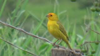 Canario da terra cantando ao amanhecer [upl. by Osborn]