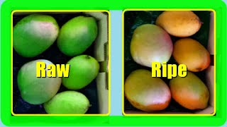 How To Ripen Mangoes Faster At Home 2 Quick Methods [upl. by Ahsak837]