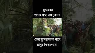 সুন্দরবনের গ্রামে থেকে বাঘ আবার মানুষ নিয়ে চলে গেলো।। Sundarban Er Gram theke bagh manush niye gelo [upl. by Wallache]