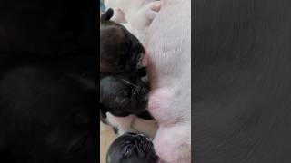 Puppies Life  Sound Puppies Nurse Instrument Music [upl. by Leirraj406]