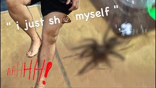 ARACHNOPHOBIC moves BIG TARANTULAS   HILARIOUS  🎉 HAPPY NEW YEAR [upl. by Eirak300]