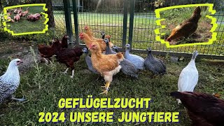 Geflügelzucht  unsere Nachzucht 2024  Ausstellungtiere [upl. by Lorita739]