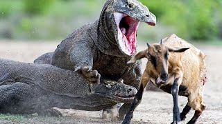 Komodo Dragon eating goat alive [upl. by Merkle]