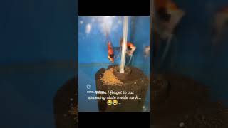 Koi Angelfish 2nd Pair laid eggs On Sponge Filter 🧿🧿 angelfish angelfishbreeding [upl. by Egiap]