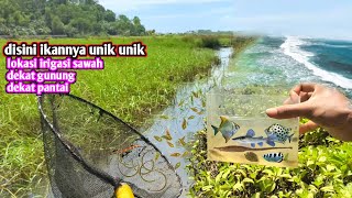 MENCARI IKAN DI TEMPAT BARU  IKANNYA UNIK COCOK UNTUK AQUARIUM [upl. by Draneb]