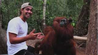 Great Camp Leakey orangutans [upl. by Arrol918]