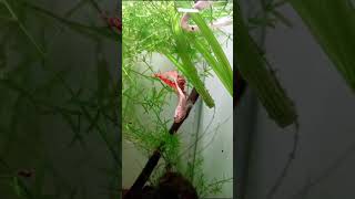 GOLDEN BETTA FISH subscribe like [upl. by Labina]