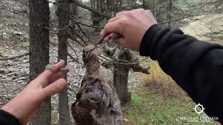 woodcock Hunting Ep1  butcher [upl. by Kieffer]