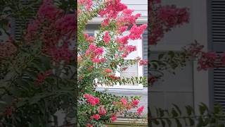 Prune Crepe Myrtle Now gardening [upl. by Simons]