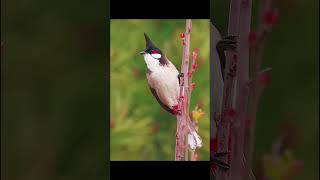 wildlifevideography bulbul Pycnonotus barbatus 💕💕💕 [upl. by Laamak437]