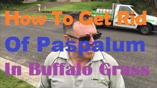 How To Get Rid Of Paspalum In Buffalo Grass Using a Yates Weeding Brush [upl. by Ressan]