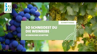 Intratuin  Weinrebe schneiden [upl. by Chere461]