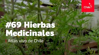 69 Hierbas medicinales  Atlas Vivo de Chile [upl. by Attiuqaj274]