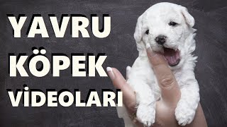 Yavru Köpek Videoları 🐶 Köpek Sesleri [upl. by Zaid562]