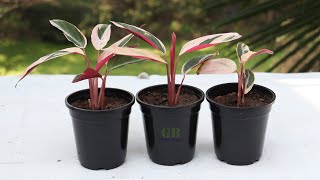 How to Propagate Calathea Triostar Plant [upl. by Eirellav543]