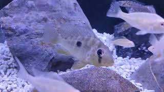 3 inch geophagus balzani cichlid [upl. by Yleen]