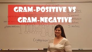 Gram Positive and Gram Negative Bacteria [upl. by Hein]