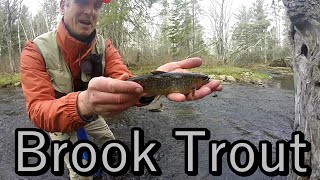 Brook Trout Fishing New Brunswick fishing fish fishingvideo brooktrout [upl. by Joacimah414]