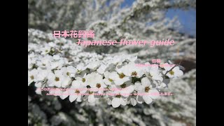 白い波？！White wave  雪柳（ゆきやなぎ）Thunberg spirea Spiraea thunbergii 日本花図鑑 J flower guide 野の花散歩 [upl. by Aldos194]