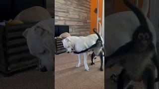 Spider monkey vs Dogo Argentino tug of war 🍩 dog monkey animals family play funny [upl. by Biebel523]