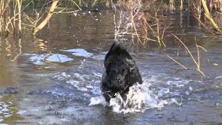 Cocker Spaniel Gundog  Whaupley Sharp Image [upl. by Levana]