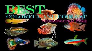 Top 10 Best Colorful And Coolest Freshwater Aquarium Fish [upl. by Flemming503]