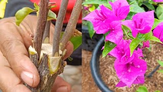 Unique method  How to graft bougainvillea 4 easy steps [upl. by Gunn]