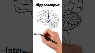 The Temporal Lobe neuroscience learning education [upl. by Geithner]