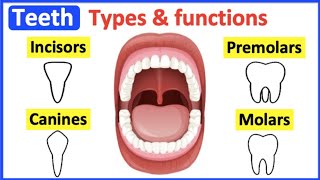 Types of teeth and its functions  incisors canines  premolars and molars [upl. by Aicac]